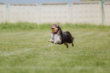 Çalışan köpek. Köpek uçan bir disk yakalar. Köpek spor