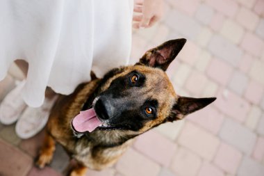 Belçika çoban köpeği (Malinois)