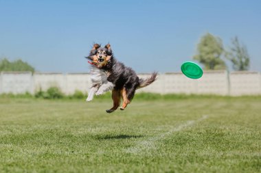 Çalışan köpek. Köpek uçan bir disk yakalar. Köpek spor