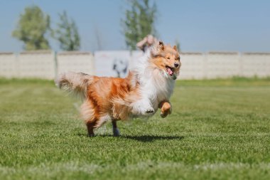 Çalışan köpek. Köpek uçan bir disk yakalar. Köpek spor