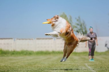 Çalışan köpek. Köpek uçan bir disk yakalar. Köpek spor