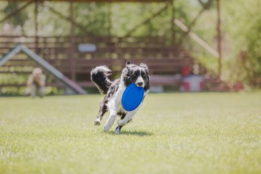 Çalışan köpek. Köpek uçan bir disk yakalar. Köpek spor