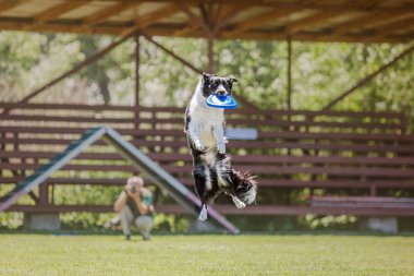 Çalışan köpek. Köpek uçan bir disk yakalar. Köpek spor