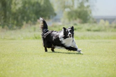 Çalışan köpek. Köpek uçan bir disk yakalar. Köpek spor