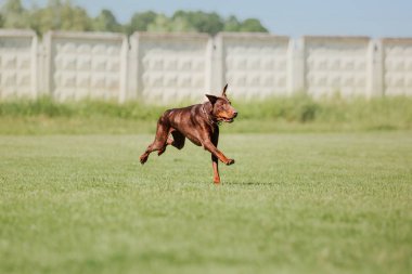 Çalışan köpek. Köpek uçan bir disk yakalar. Köpek spor
