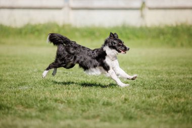 Çalışan köpek. Köpek uçan bir disk yakalar. Köpek spor