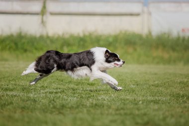 Çalışan köpek. Köpek uçan bir disk yakalar. Köpek spor