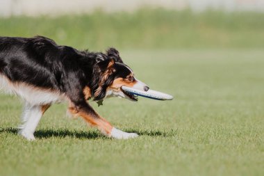 Çalışan köpek. Köpek uçan bir disk yakalar. Köpek spor