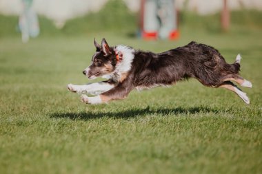 Çalışan köpek. Köpek uçan bir disk yakalar. Köpek spor