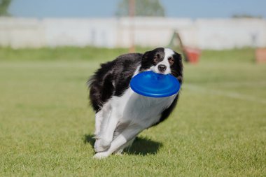 Çalışan köpek. Köpek uçan bir disk yakalar. Köpek spor