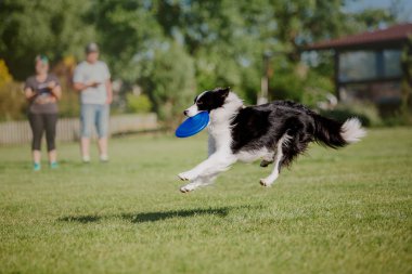 Çalışan köpek. Köpek uçan bir disk yakalar. Köpek spor