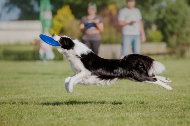 Çalışan köpek. Köpek uçan bir disk yakalar. Köpek spor