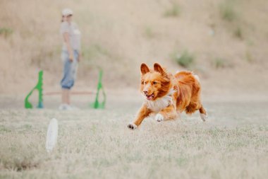Çalışan köpek. Köpek uçan bir disk yakalar. Köpek spor