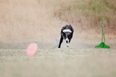 Çalışan köpek. Köpek uçan bir disk yakalar. Köpek spor