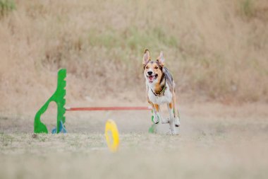 Çalışan köpek. Köpek uçan bir disk yakalar. Köpek spor