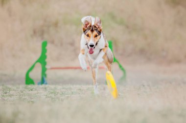 Çalışan köpek. Köpek uçan bir disk yakalar. Köpek spor