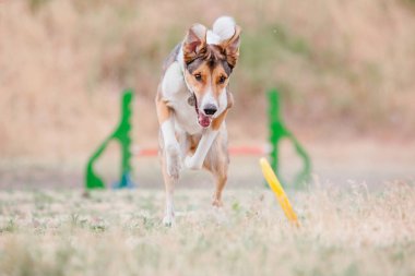 Çalışan köpek. Köpek uçan bir disk yakalar. Köpek spor
