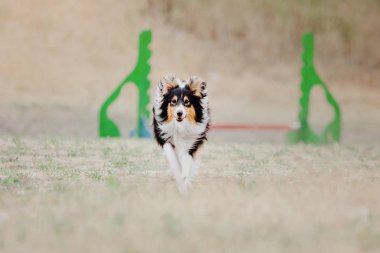 Çalışan köpek. Köpek uçan bir disk yakalar. Köpek spor