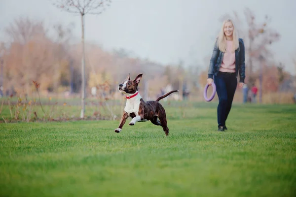 American Staffordshire Terrier Cães Passeio Outono — Fotografia de Stock