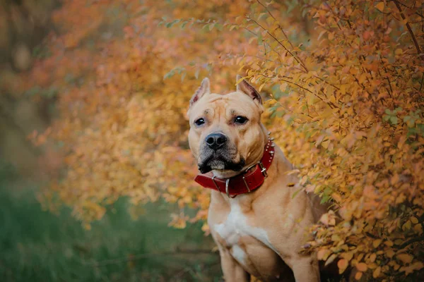 American staffordshire terrier dogs in  autumn walk