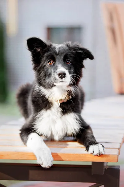 Border Collie Pup Buiten — Stockfoto