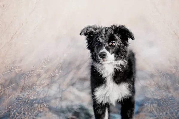 Kenar Kömür Ocağı Köpek Yavrusu Açık — Stok fotoğraf