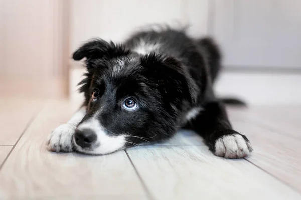 Border Collie Chiot Plein Air — Photo