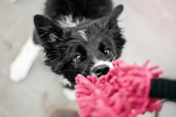 Border Collie Puppy Outdoor — Stock Photo, Image