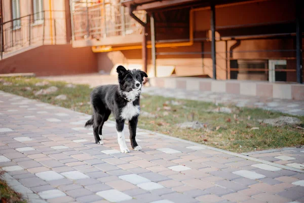 Border Collie Welpen Freien — Stockfoto