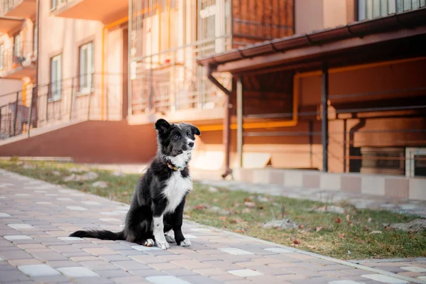 Border Collie ขกลางแจ — ภาพถ่ายสต็อก