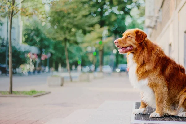 Нова Шотландія Качка Дзвін Ретрівер Собака — стокове фото