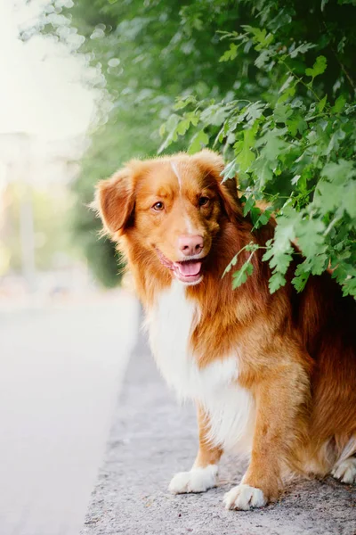 ノバスコシアのアヒル鳴るレトリーバー犬 — ストック写真