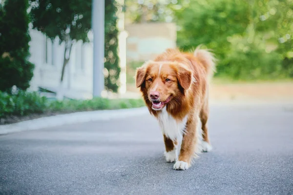 Nova Escócia Pato Tolling Retriever Cão — Fotografia de Stock