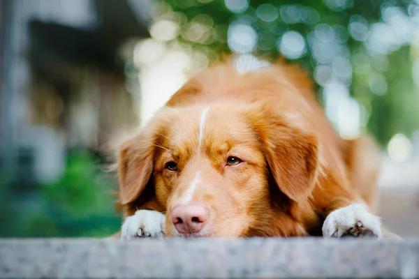 Pato Nueva Escocia Tolling Retriever Perro —  Fotos de Stock