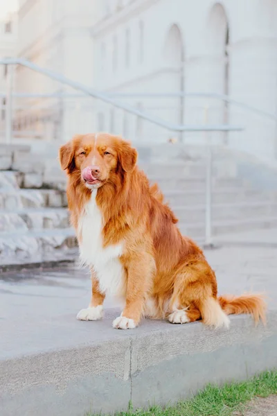 Nova Scotia Rață Taxare Retriever Câine — Fotografie, imagine de stoc