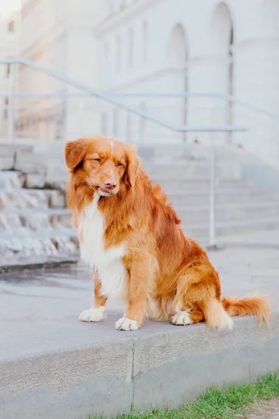 Nova Scotia Duck Tolling Retriever Hund - Stock-foto