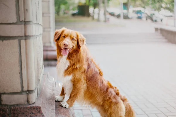 Pato Nueva Escocia Tolling Retriever Perro —  Fotos de Stock