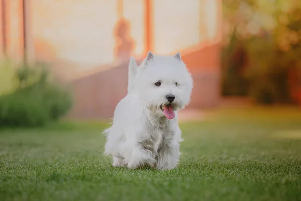 West Highland Bianco Terrier Cane — Foto Stock