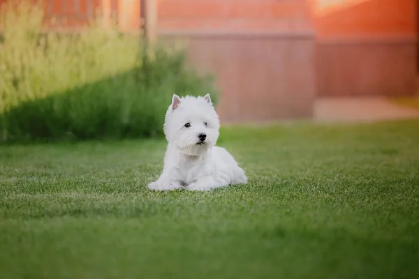 West Highland Bianco Terrier Cane — Foto Stock