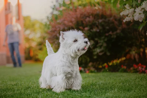 Batı Skoçya Beyaz Teriyer Köpeği — Stok fotoğraf