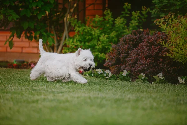 West Highland Chien Terrier Blanc — Photo