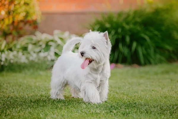 West Highland Cão Terrier Branco — Fotografia de Stock