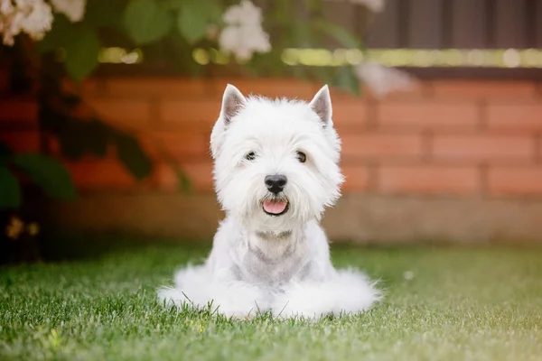 西高地の白いテリア犬 — ストック写真