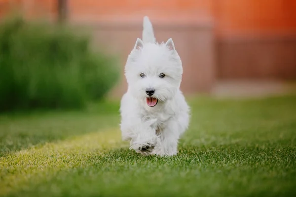 Білий Шерстяний Собака — стокове фото
