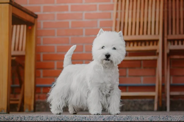 West Highland Valkoinen Terrieri Koira — kuvapankkivalokuva