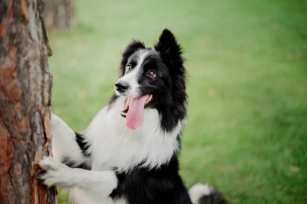 Schattige Hond Buiten Spelen Overdag — Stockfoto