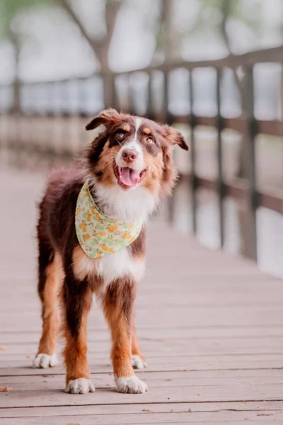 Australian Shepherd Een Hond Het Park Aussie Hond — Stockfoto