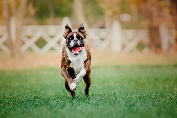 Милий Собака Біжить Осінньому Парку Вдень — стокове фото