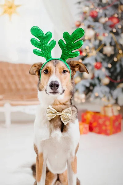 Perros Con Fondo Navideño Regalos Año Nuevo Árbol Navidad Vacaciones —  Fotos de Stock