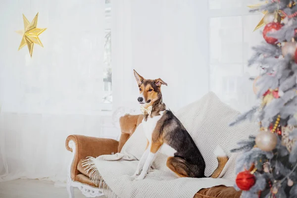 Perros Con Fondo Navideño Regalos Año Nuevo Árbol Navidad Vacaciones —  Fotos de Stock